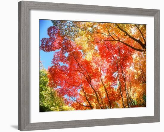 Autumn Leaves-null-Framed Photographic Print