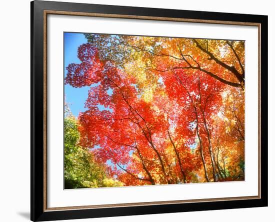 Autumn Leaves-null-Framed Photographic Print