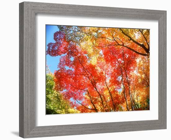 Autumn Leaves-null-Framed Photographic Print