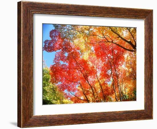 Autumn Leaves-null-Framed Photographic Print