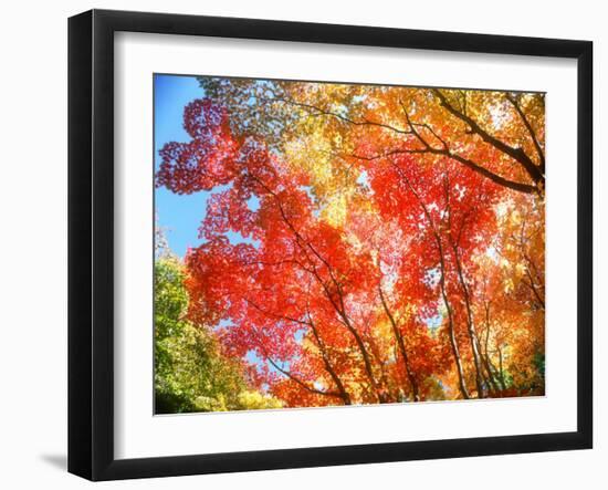 Autumn Leaves-null-Framed Photographic Print