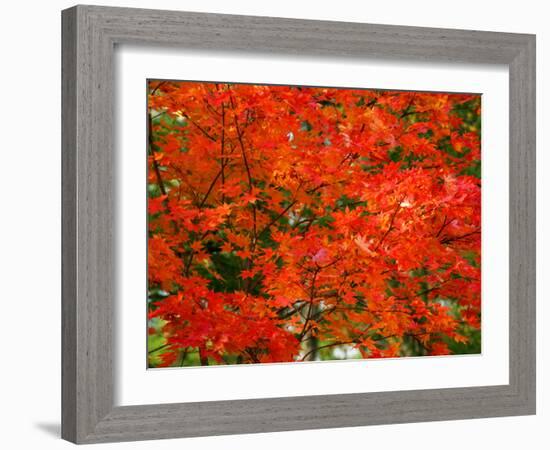 Autumn Leaves-null-Framed Photographic Print