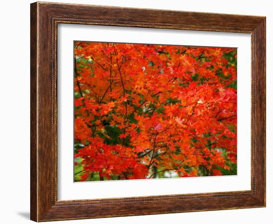 Autumn Leaves-null-Framed Photographic Print