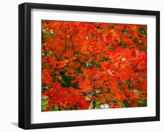 Autumn Leaves-null-Framed Photographic Print