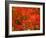 Autumn Leaves-null-Framed Photographic Print