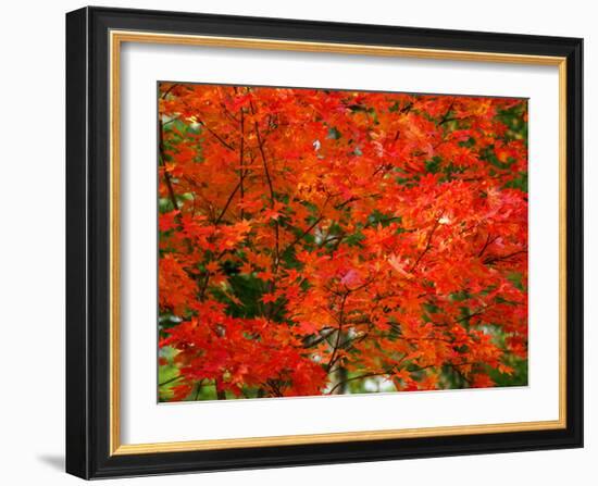 Autumn Leaves-null-Framed Photographic Print