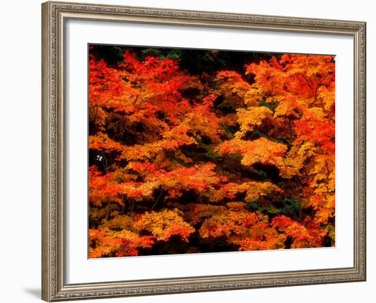 Autumn Leaves-null-Framed Photographic Print