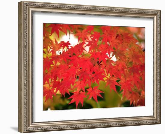 Autumn Leaves-null-Framed Photographic Print