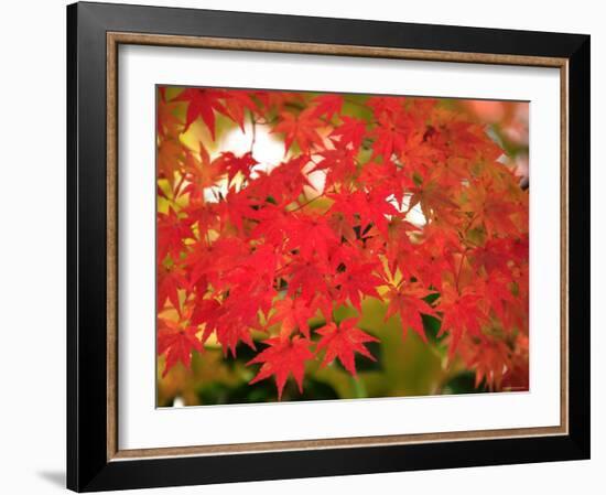 Autumn Leaves-null-Framed Photographic Print