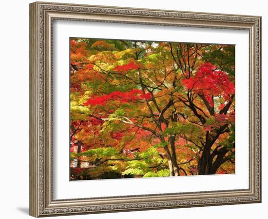 Autumn Leaves-null-Framed Photographic Print