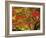 Autumn Leaves-null-Framed Photographic Print