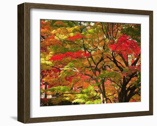 Autumn Leaves-null-Framed Photographic Print