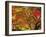 Autumn Leaves-null-Framed Photographic Print