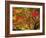 Autumn Leaves-null-Framed Photographic Print