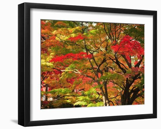 Autumn Leaves-null-Framed Photographic Print