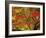 Autumn Leaves-null-Framed Photographic Print