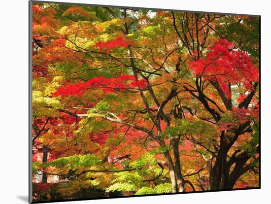 Autumn Leaves-null-Mounted Photographic Print