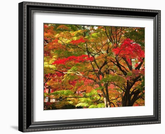 Autumn Leaves-null-Framed Photographic Print