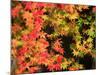 Autumn Leaves-null-Mounted Photographic Print