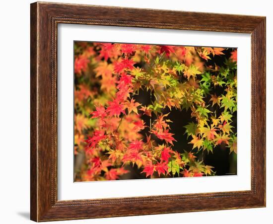 Autumn Leaves-null-Framed Photographic Print