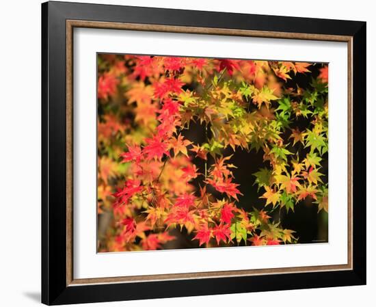 Autumn Leaves-null-Framed Photographic Print