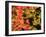 Autumn Leaves-null-Framed Photographic Print