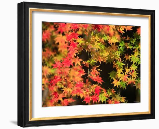 Autumn Leaves-null-Framed Photographic Print