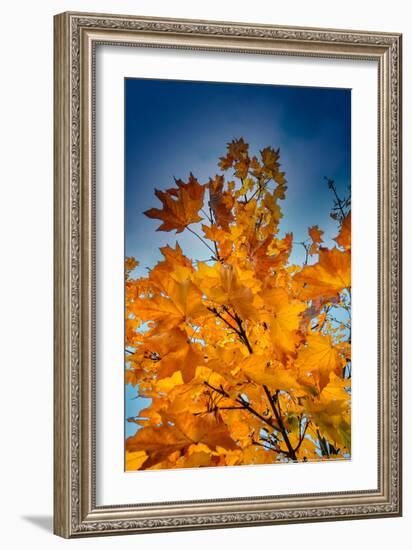 Autumn Leaves-null-Framed Photo