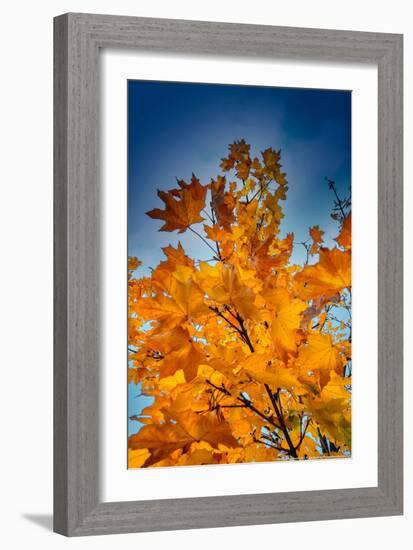 Autumn Leaves-null-Framed Photo