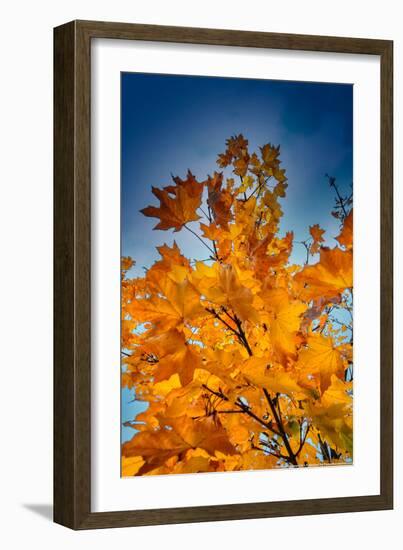 Autumn Leaves-null-Framed Photo