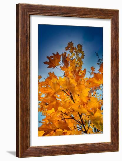 Autumn Leaves-null-Framed Photo