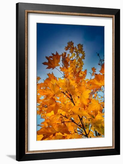 Autumn Leaves-null-Framed Photo