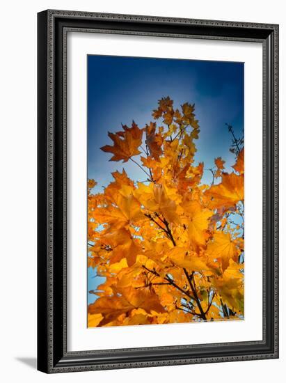 Autumn Leaves-null-Framed Photo