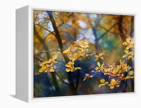 Autumn Leaves-Ursula Abresch-Framed Premier Image Canvas