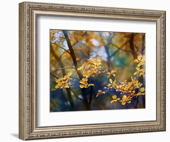 Autumn Leaves-Ursula Abresch-Framed Photographic Print