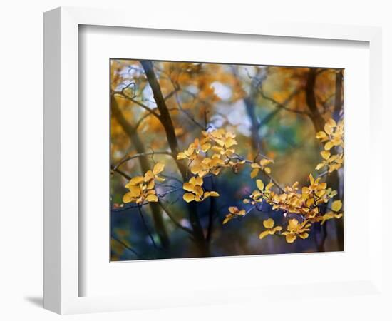 Autumn Leaves-Ursula Abresch-Framed Photographic Print