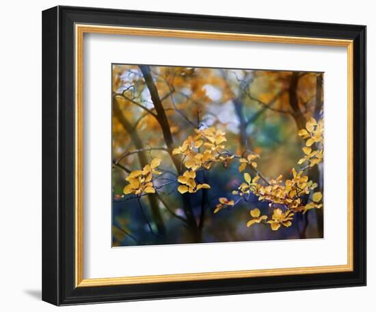 Autumn Leaves-Ursula Abresch-Framed Photographic Print