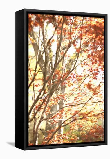 Autumn Leaves-Karyn Millet-Framed Premier Image Canvas