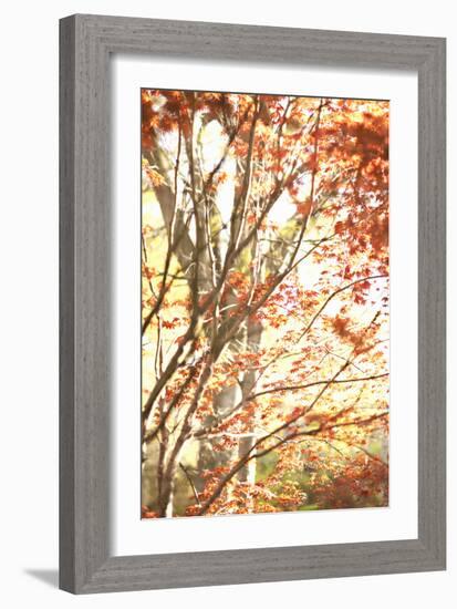 Autumn Leaves-Karyn Millet-Framed Photographic Print