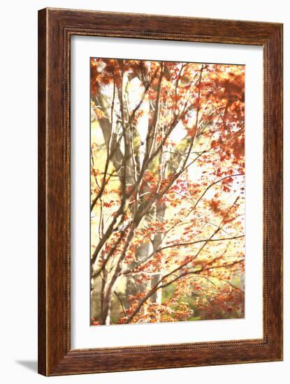 Autumn Leaves-Karyn Millet-Framed Photographic Print