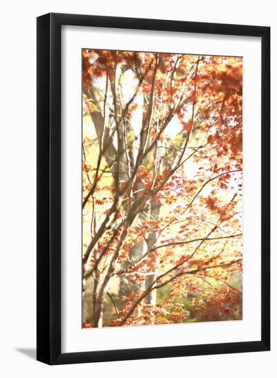 Autumn Leaves-Karyn Millet-Framed Photographic Print