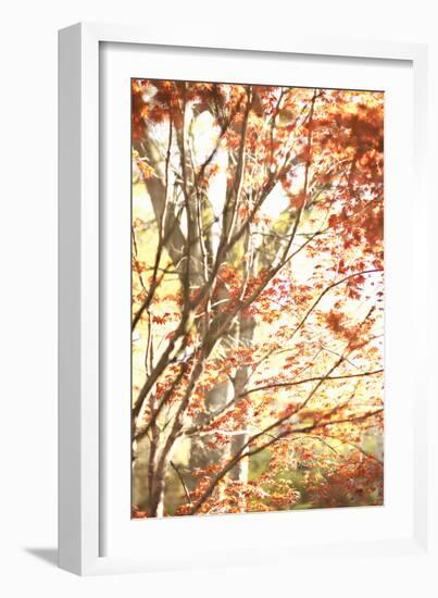 Autumn Leaves-Karyn Millet-Framed Photographic Print