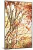 Autumn Leaves-Karyn Millet-Mounted Photographic Print