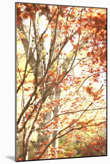 Autumn Leaves-Karyn Millet-Mounted Photographic Print