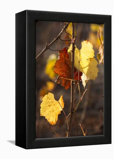 Autumn Leaves-Lance Kuehne-Framed Premier Image Canvas