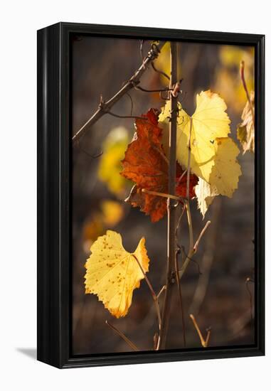 Autumn Leaves-Lance Kuehne-Framed Premier Image Canvas