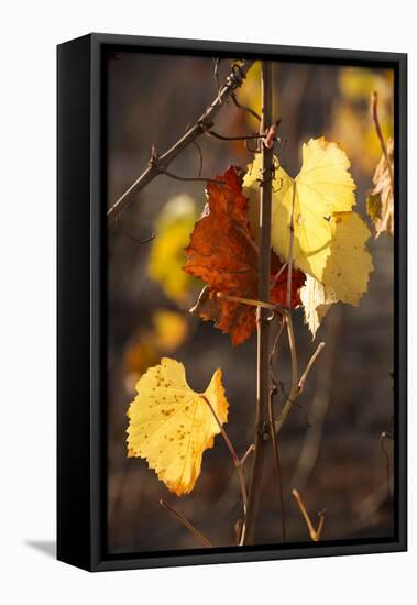 Autumn Leaves-Lance Kuehne-Framed Premier Image Canvas