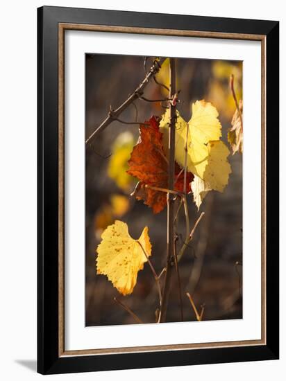 Autumn Leaves-Lance Kuehne-Framed Photographic Print