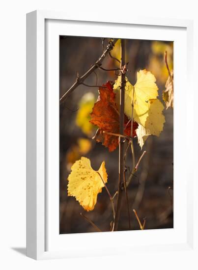 Autumn Leaves-Lance Kuehne-Framed Photographic Print