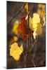 Autumn Leaves-Lance Kuehne-Mounted Photographic Print